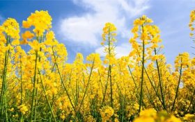 2022中國最美油菜花海鎮(zhèn)巴旅游文化節(jié)活動搶先看！縮略圖