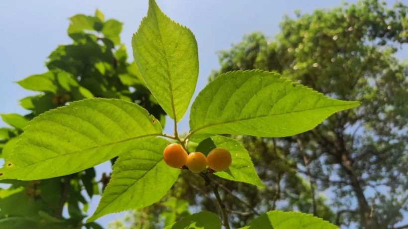 漢中這里的櫻桃漸紅，甜蜜盛宴即將開(kāi)啟！插圖14