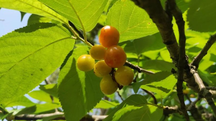 漢中這里的櫻桃漸紅，甜蜜盛宴即將開(kāi)啟！插圖13