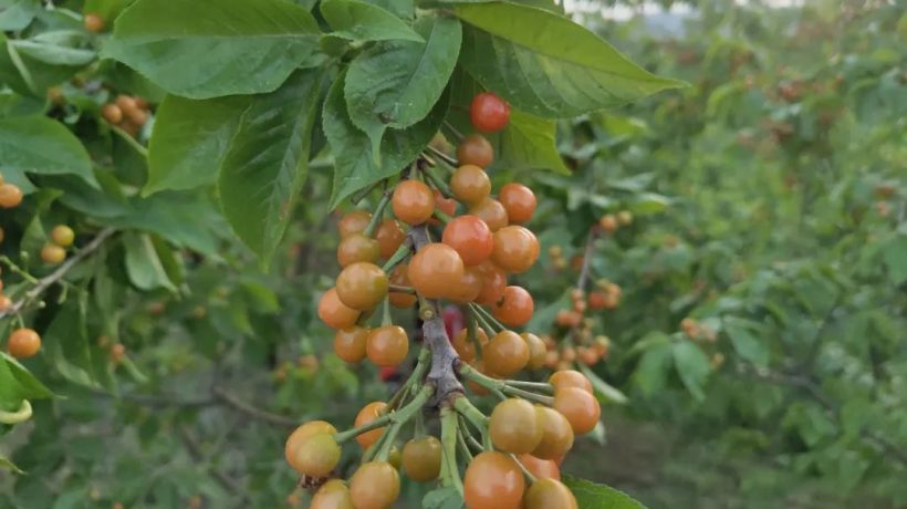 漢中這里的櫻桃漸紅，甜蜜盛宴即將開(kāi)啟！插圖12