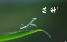 芒種，愿所有耕耘，終有收獲縮略圖