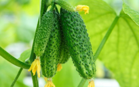 高溫來襲 棚栽黃瓜夏季管理有妙招縮略圖