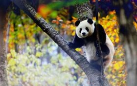 跟著熊貓的腳步，來一場浪漫的賞秋之旅！縮略圖
