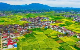 最新消息！南鄭區(qū)確定為2023中國最美油菜花海漢中旅游文化節(jié)主會場縮略圖