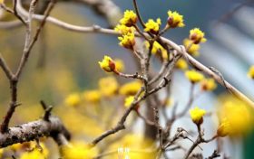花影婆娑惹人迷 山城春色迎客來(lái)縮略圖