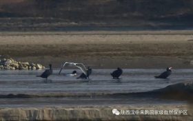 3只織女銀鷗！漢中首次發(fā)現(xiàn)→縮略圖