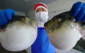 ?注意！近期有人因它中毒，0.5毫克可致死縮略圖
