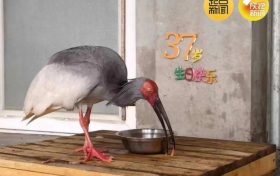 破紀錄！全球最長壽朱鹮平平37歲啦！縮略圖