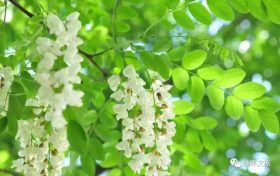 采擷春天的“珍饈野菜”，快來佛坪一飽口福吧！縮略圖