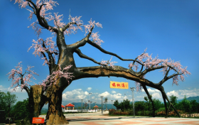 “五一”假期，西鄉(xiāng)櫻桃溝景區(qū)提升現(xiàn)新貌！縮略圖