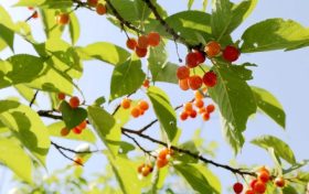 留壩櫻桃紅了！初夏的味道m(xù)in甜！縮略圖