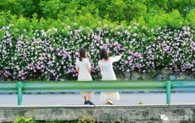 喜訊！漢臺(tái)有個(gè)小鎮(zhèn)會(huì)“深呼吸”縮略圖