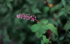 警惕花粉過(guò)敏 | 秋季花粉致敏性更強(qiáng)！縮略圖