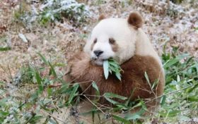我們的“國(guó)寶”！是他們守護(hù)→縮略圖