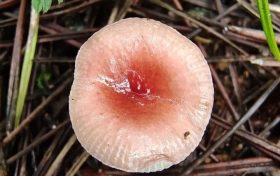 野生菌新物種！你見過嗎？縮略圖