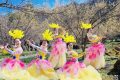 3月22日，王家灣村，茱萸花海踏春游活動(dòng)來(lái)啦！縮略圖