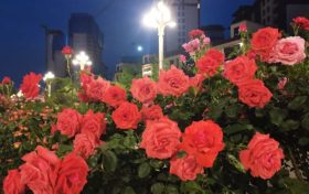 免費欣賞！漢中這條路美成了莫奈花園！轉(zhuǎn)角遇見一城芳華縮略圖