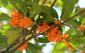 佛坪之秋：滿城金黃作底色，街巷盡染桂花香！縮略圖