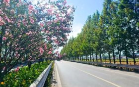 城固公路段：國道紫薇開 匠心繪“畫”來縮略圖