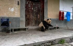 驚喜！佛坪野生大熊貓“光顧”村民家縮略圖